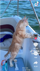 Maine Coon Cat Enjoys the Boating Life