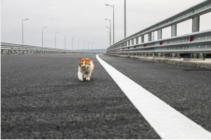 The Cat That Beat Putin Across the Crimean Bridge
