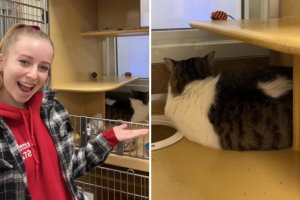 Shelter Tries to Promote a Cat Who Could Care Less